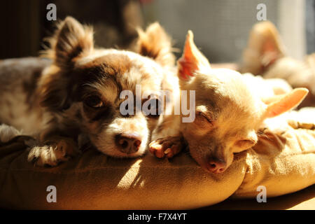 Zwei Chihuahua Hunde in der Sonne liegen Stockfoto