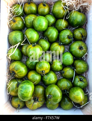 Green Zebra Tomaten in einer Kiste Stockfoto