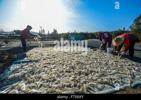 Huzhou, China Zhejiang Provinz. 3. Dezember 2015. Dorfbewohner trocknen Sweet Potato Starch Nudeln in Huzhou, Ost-China Zhejiang Provinz, 3. Dezember 2015. Dorfbewohner haben eine Tradition der Trocknung Sweet Potato Starch Nudeln und Fisch während der Erntezeit im Dezember. © Xu Yu/Xinhua/Alamy Live-Nachrichten Stockfoto