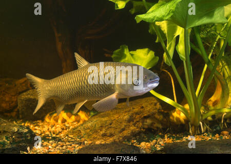 Amur, Graskarpfen, Grasfisch, Gras-Karpfen, Gras-Fisch, Weißer Amur, Amurkarpfen, Amur-Karpfen, Ctenopharyngodon idella Stockfoto