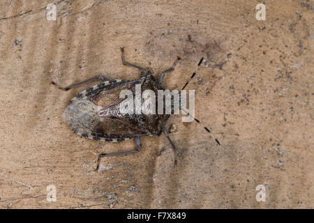 Fleckige Shieldbug, fleckige Schild Bug, braun gesprenkelte Schild Bug, Graue Gartenwanze, Graue Feldwanze, Rhaphigaster nebulosa Stockfoto