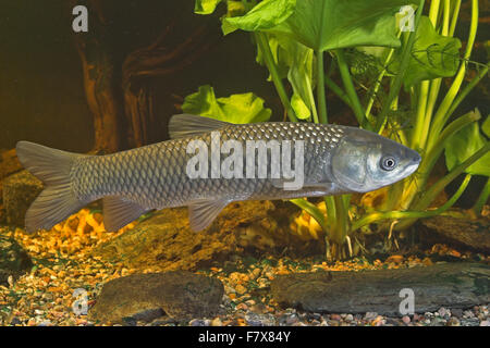 Amur, Graskarpfen, Grasfisch, Gras-Karpfen, Gras-Fisch, Weißer Amur, Amurkarpfen, Amur-Karpfen, Ctenopharyngodon idella Stockfoto