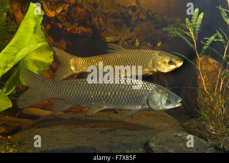 Amur, Graskarpfen, Grasfisch, Gras-Karpfen, Gras-Fisch, Weißer Amur, Amurkarpfen, Amur-Karpfen, Ctenopharyngodon idella Stockfoto