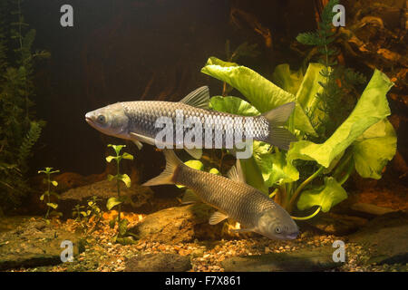 Amur, Graskarpfen, Grasfisch, Gras-Karpfen, Gras-Fisch, Weißer Amur, Amurkarpfen, Amur-Karpfen, Ctenopharyngodon idella Stockfoto