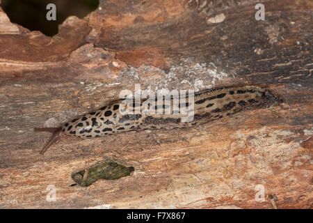 Europäischen Riesen Gardenslug, große graue Schnecke entdeckt Garten Nacktschnecke, Großer Schnegel, Tigerschnegel, Tiger-Schnegel, Limax maximus Stockfoto