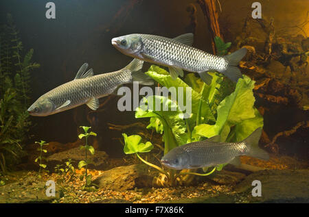 Amur, Graskarpfen, Grasfisch, Gras-Karpfen, Gras-Fisch, Weißer Amur, Amurkarpfen, Amur-Karpfen, Ctenopharyngodon idella Stockfoto