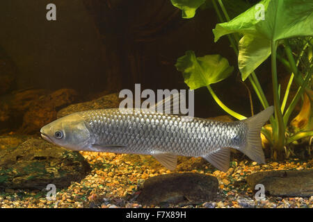 Amur, Graskarpfen, Grasfisch, Gras-Karpfen, Gras-Fisch, Weißer Amur, Amurkarpfen, Amur-Karpfen, Ctenopharyngodon idella Stockfoto