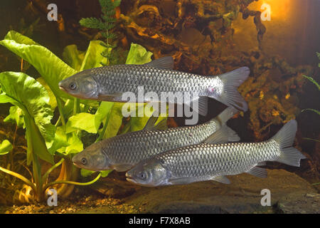 Amur, Graskarpfen, Grasfisch, Gras-Karpfen, Gras-Fisch, Weißer Amur, Amurkarpfen, Amur-Karpfen, Ctenopharyngodon idella Stockfoto