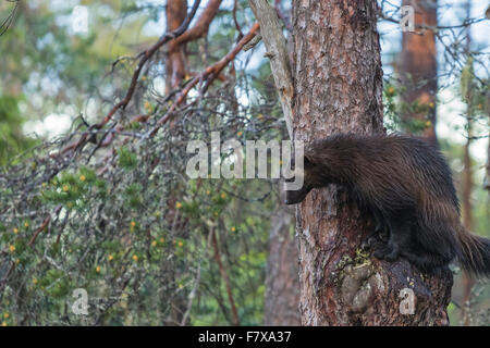 Wolverine, Gulo Gulo hat kletterte in einer Tanne und dort sitzen und gerade etwas auf dem Boden, Kuhmo, Finnland Stockfoto