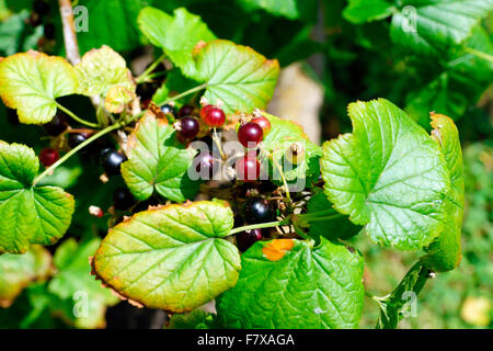 SCHWARZE JOHANNISBEEREN AUF DEN REIF! Stockfoto