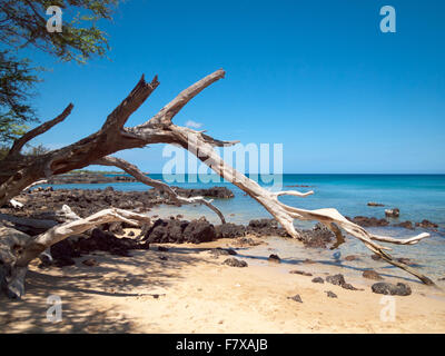 Ein Blick auf Treibholz und Baum Schatten am Waialea Beach (Strand 69) an der Kohala Coast, Big Island, Hawaii (Hawaii). Stockfoto