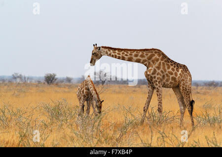 Erwachsene weibliche Giraffe mit Kalb Grazzing auf Baum im Etosha Nationalpark, Ombika, Kunene, Namibia, wahre Tierfotografie Stockfoto