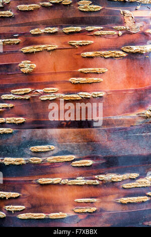 Prunus Himalaica.  Himalayan Cherry Baumrinde Stockfoto