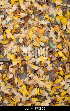 Prunus Pendel var. Ascendens Rosea. Gefallen, Herbst, die japanische Kirsche Baum auf einen Gartenweg zu blättern. UK Stockfoto