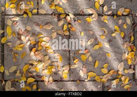 Prunus Pendel var. Ascendens Rosea. Gefallen, Herbst, die japanische Kirsche Baum auf einen Gartenweg zu blättern. UK Stockfoto