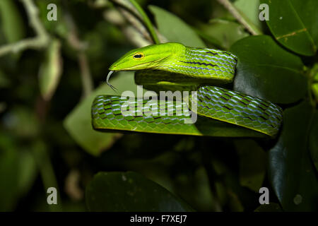 Oriental Whipsnake (Ahaetulla Prasina) Erwachsenen, schnippen gegabelte Zunge, nachts, kleinen Sunda-Inseln, Indonesien, Bali, Juli Stockfoto