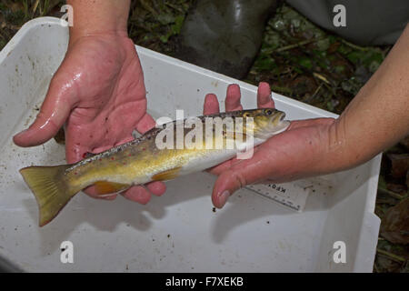 Bachforelle (Salmo Trutta Fario) Jugendkriminalität, gemessen wird, aus der Electro-Fischerei in Kreide Fluss während Fisch Umfrage, Norfolk Flüsse Vertrauen, Norfolk, England, Oktober Stockfoto