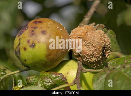 Braunfäule, Monilinia spp., unter Äpfel am Baum, Berkshire, England, September Stockfoto