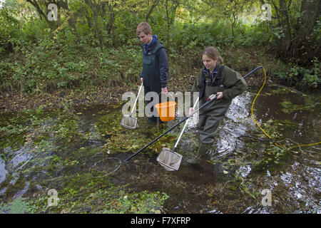 Elektro-Angeln in Kreide Fluss während Fisch survey, Norfolk Flüsse Vertrauen, Norfolk, England, Oktober Stockfoto