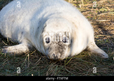 Graue Dichtungen Donna Nook, North Lincolnshire, England im November 2015 während der Zucht und Paarungszeit Stockfoto