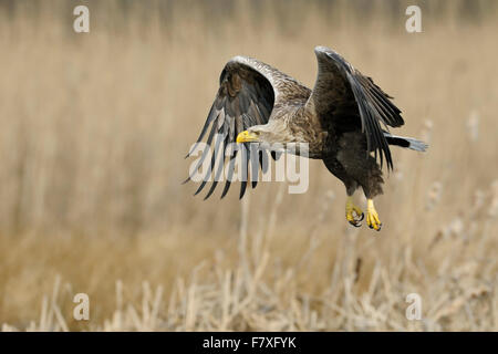 Erwachsenen Seeadler / Seeadler (Haliaeetus Horste) im Flug schlagen seiner Flügel, umgeben von goldenen Schilf. Stockfoto