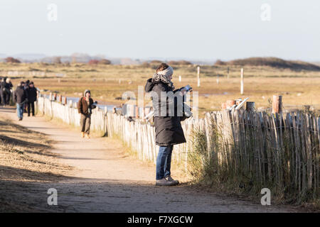 Graue Dichtungen Donna Nook, North Lincolnshire, England im November 2015 während der Zucht und Paarungszeit Stockfoto