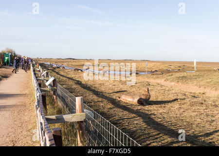 Graue Dichtungen Donna Nook, North Lincolnshire, England im November 2015 während der Zucht und Paarungszeit Stockfoto