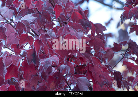 Fallen Sie Ahorn-Blätter, gesäumt von Frost fotografiert auf Spencer Lake Road, Shelton, WA, Mason County, USA. Stockfoto