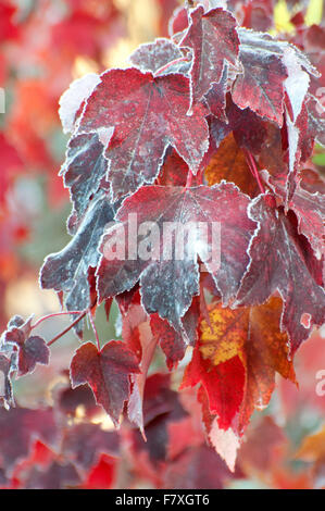 Fallen Sie Ahorn-Blätter, gesäumt von Frost fotografiert auf Spencer Lake Road, Shelton, WA, Mason County, USA. Stockfoto