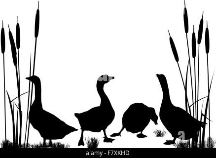 Gänse und Enten-Silhouetten Stock Vektor