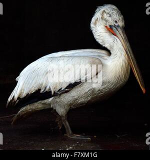 Krauskopfpelikan (Pelecanus Crispus) an der Leine in Baku Stockfoto