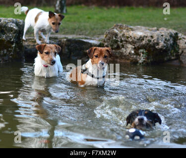 Jack Russel Terrier schwimmen und in einem Teich Stockfoto