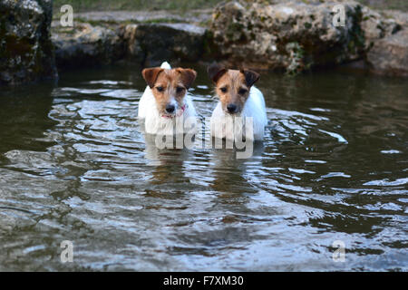 Jack Russel Terrier stehend in einem Teich Stockfoto
