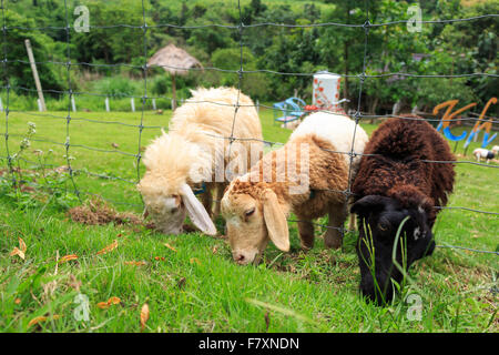 Schafe fressen Rasen am Khao Kho Bezirk, Phetchabun, Thailand Stockfoto