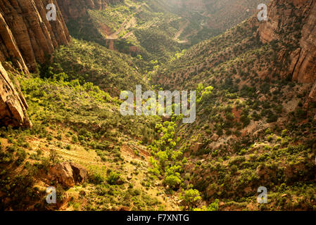 Blick auf neue Bäume und Straße bei Sonnenuntergang vom Canyon Overlook. Zion Nationalpark, Utah Stockfoto