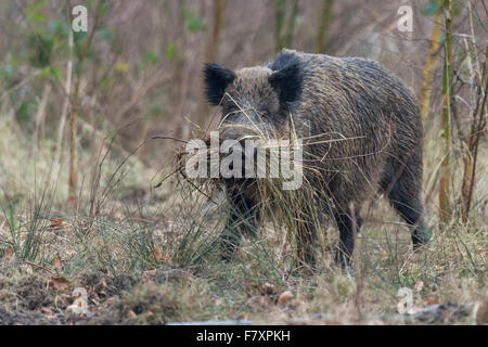 wilde Sau im Tierheim, Sus Scrofa, Teutoburger Wald, Niedersachsen, Deutschland Stockfoto