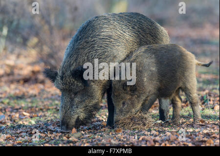 wilde Sau und Wildschwein, Sus Scrofa, Teutoburger Wald, Niedersachsen, Deutschland Stockfoto