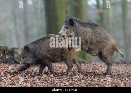 Wildschwein, Sus Scrofa, Teutoburger Wald, Niedersachsen, Deutschland Stockfoto