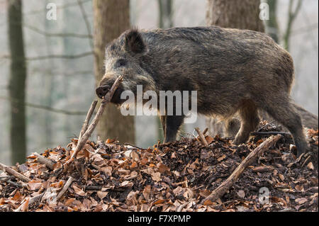 Wildschwein, Sus Scrofa, Teutoburger Wald, Niedersachsen, Deutschland Stockfoto