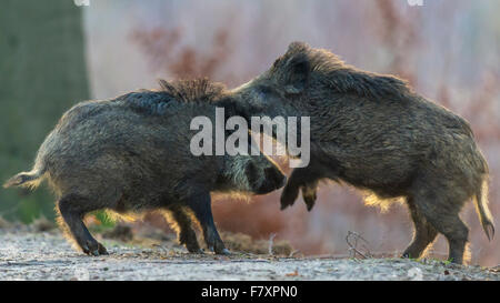 Wildschwein, Sus Scrofa, Teutoburger Wald, Niedersachsen, Deutschland Stockfoto