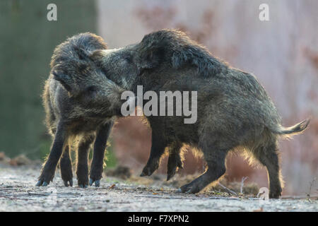 Wildschwein, Sus Scrofa, Teutoburger Wald, Niedersachsen, Deutschland Stockfoto