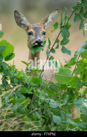 Doe Fütterung grüne Blätter, Niedersachsen Capreolus Capreolus, Deutschland Stockfoto