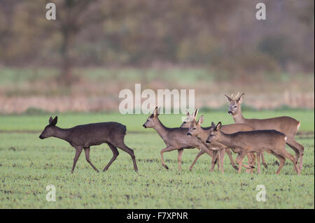 Gruppe von Rehen mit schwarzen Tier im Feld, Capreolus Capreolus, Niedersachsen, Deutschland Stockfoto