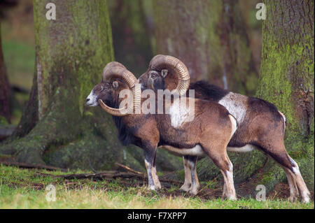 Mufflons, Ovis Orientalis, Niedersachsen, Deutschland Stockfoto