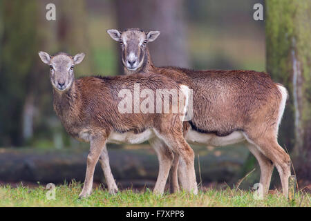 Mufflons, Ovis Orientalis, Niedersachsen, Deutschland Stockfoto