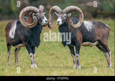 Mufflons, Ovis Orientalis, Niedersachsen, Deutschland Stockfoto