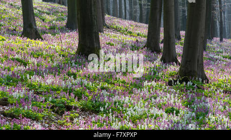 bauchige Corydalis, Corydalis Cava, Teutoburger Wald, Niedersachsen, Deutschland Stockfoto