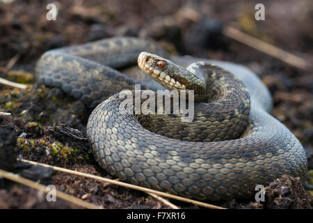 Europäische Kreuzotter, Vipera Berus, Niedersachsen, Deutschland Stockfoto