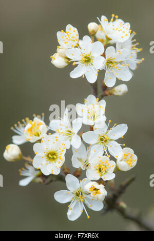 blühende Schlehe (Prunus Spinosa), Oldenburger Münsterland, Niedersachsen, Deutschland Stockfoto