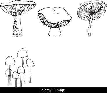 Satz von verschiedenen Waldpilzen. Stock Vektor